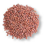 Brown lentils